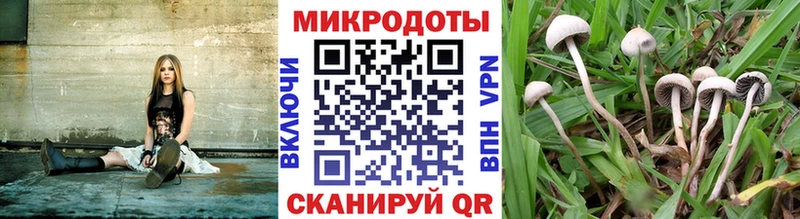 mega   Лагань  Галлюциногенные грибы Psilocybine cubensis  наркошоп 